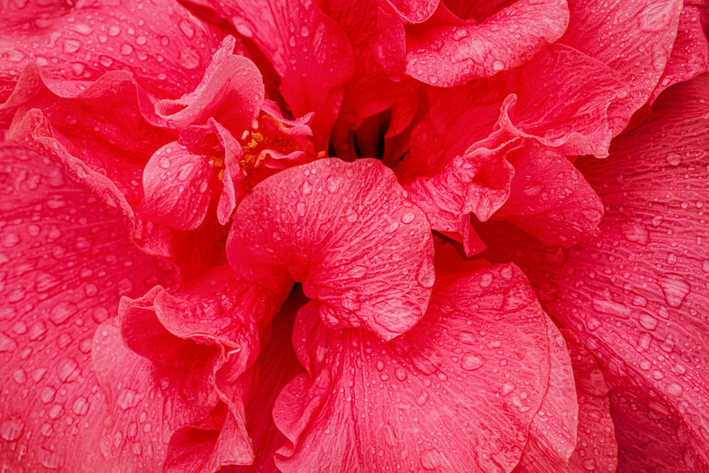 Should You Buy Into The Hibiscus Hype?