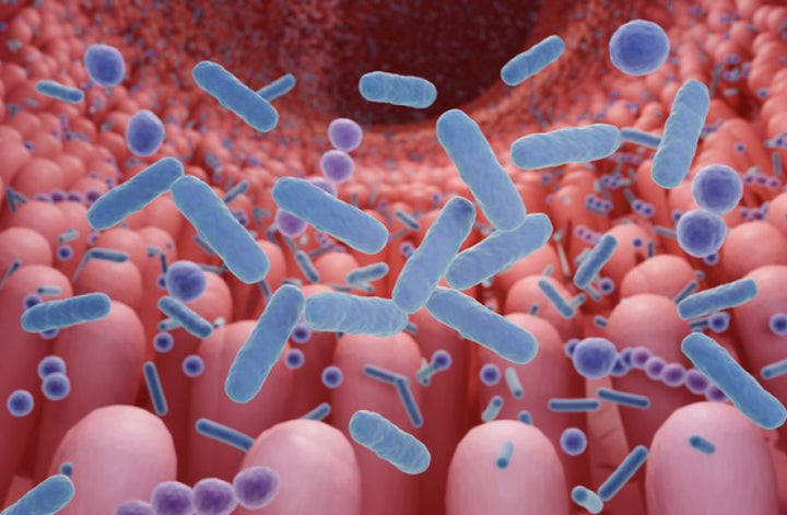 <b>1. Bacterial Adhesion</b>