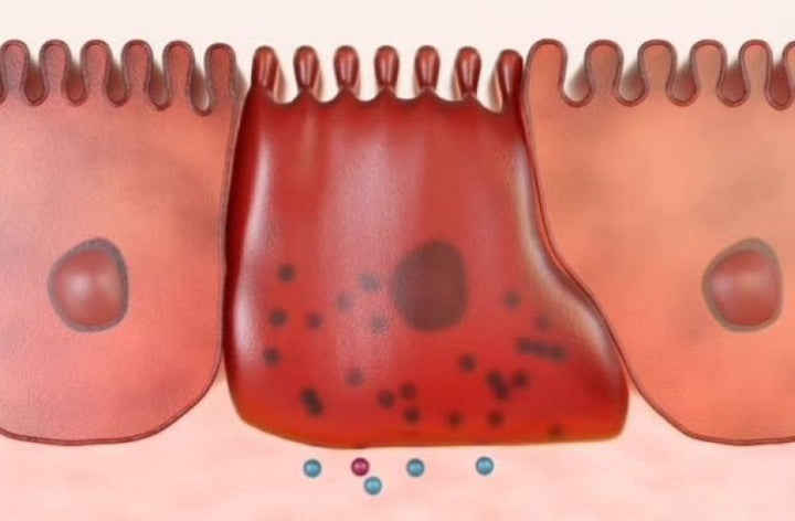 <b>2. Bacterial Replenishment</b>