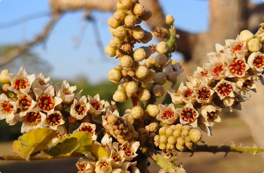 AprèsFlex® (patented Indian Frankincense extract.)