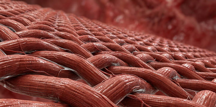 <b>Cross-Linking + Inflammatory Support</b>