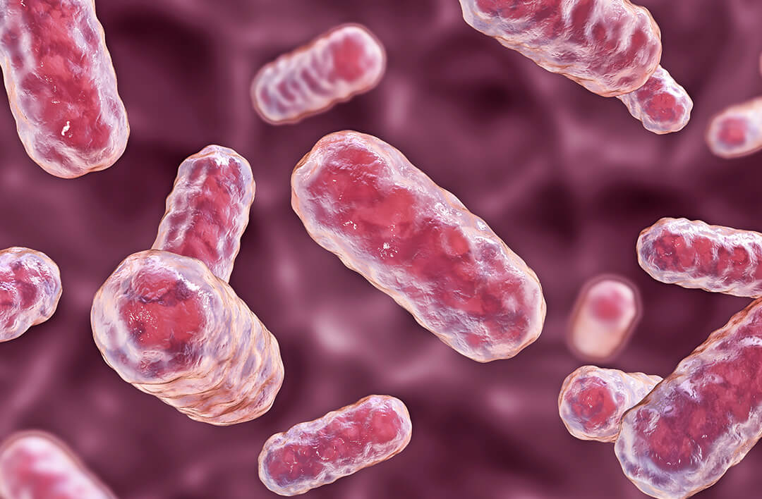L. rhamnosus HN001™ & L.acidophilus La-14™