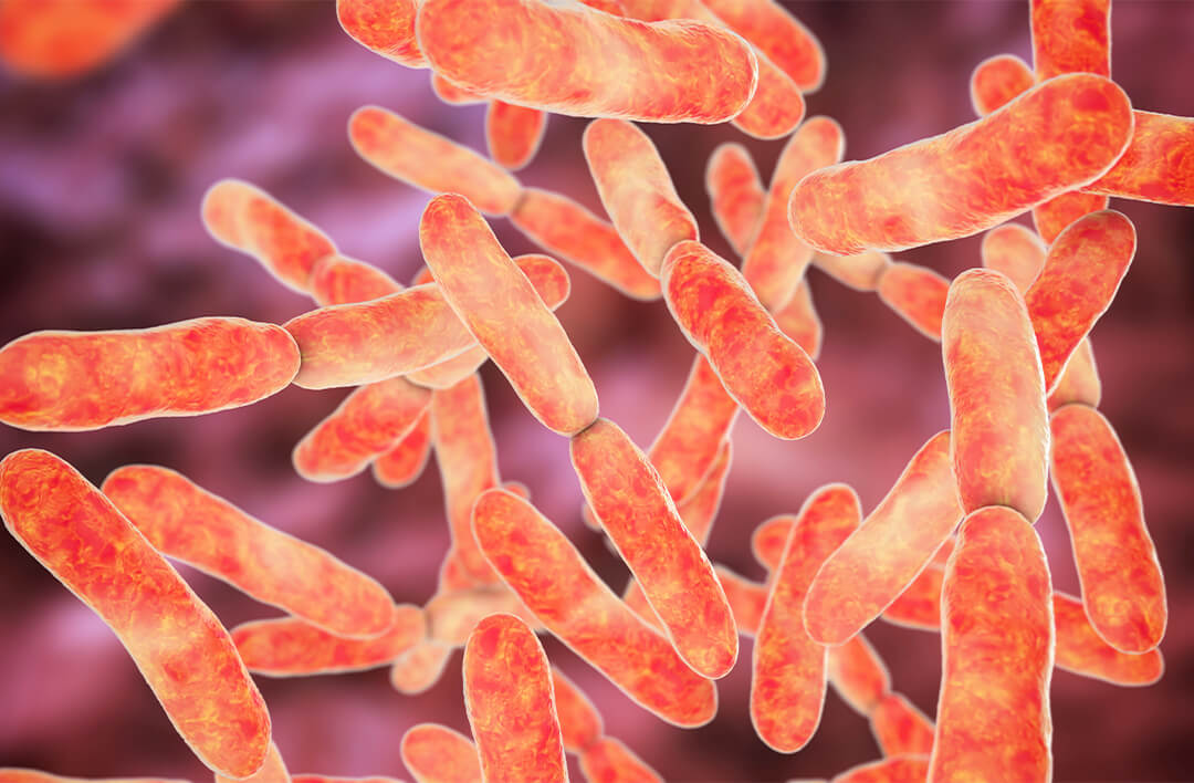 Bifidobacterium Lactis Bl-04®